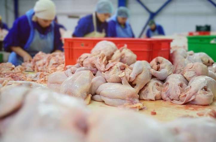 Wholesale frozen chicken suppliers - Frozen chicken