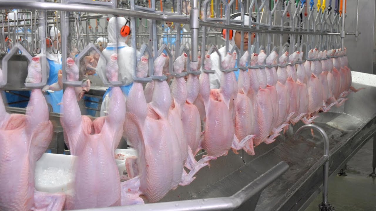 Frozen chicken suppliers for restaurants