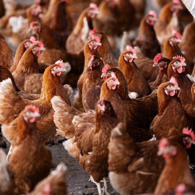 Brazil Frozen Chicken Suppliers - Brazilian Chicken Suppliers