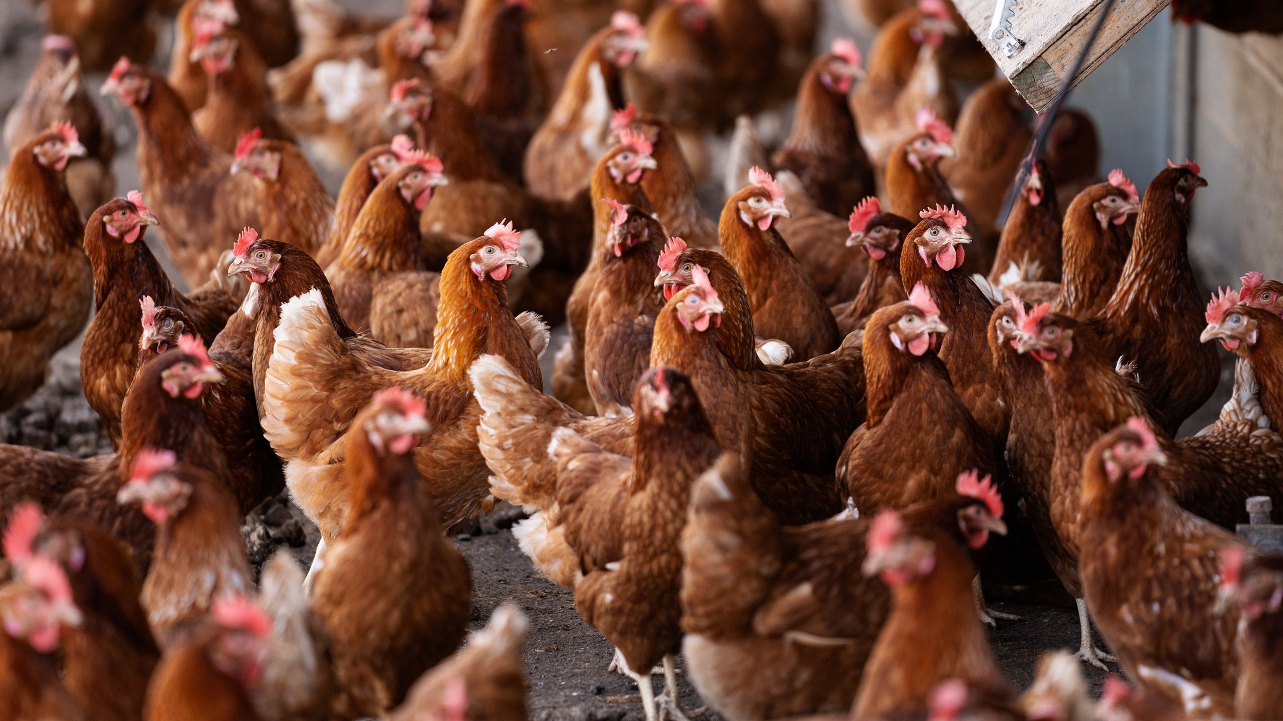 Brazil Frozen Chicken Suppliers - Brazilian Chicken Suppliers