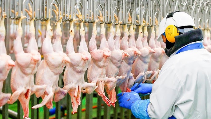 Frozen Chicken Exporters Brazil - Buy Frozen Chicken from Brazil