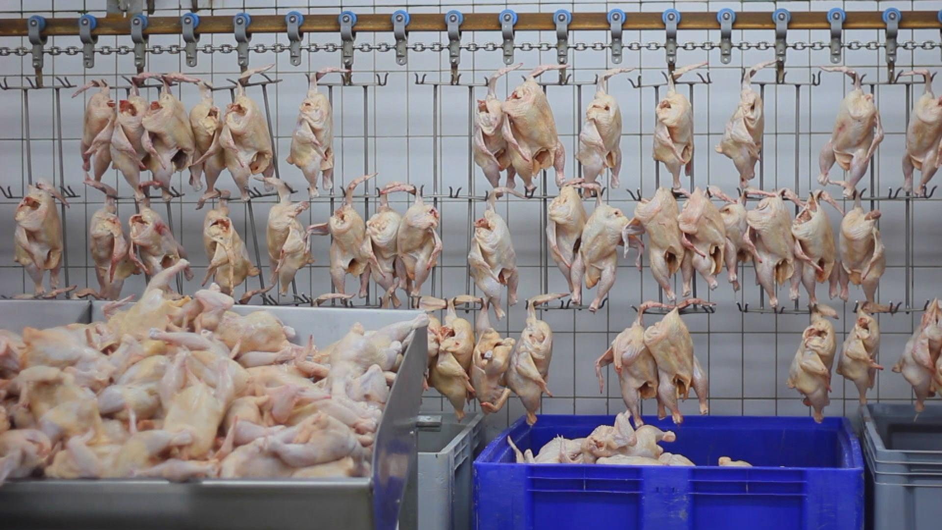 Brazil Frozen Chicken Suppliers - Brazilian Chicken Suppliers
